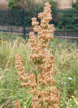 Imagem de Rumex obtusifolius L.