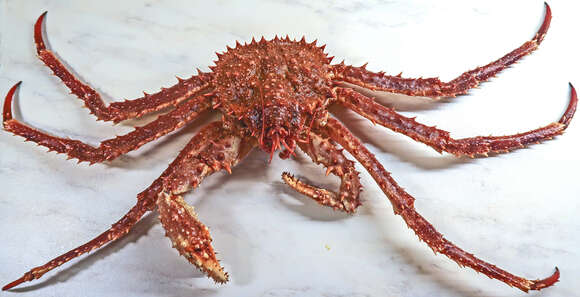 Image of Crustacea