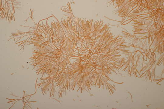 Image of Calocera viscosa (Pers.) Fr. 1821