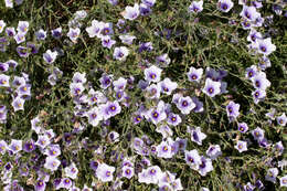 Image of broom cupflower