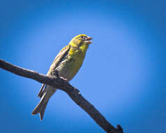 Image of serin, european serin