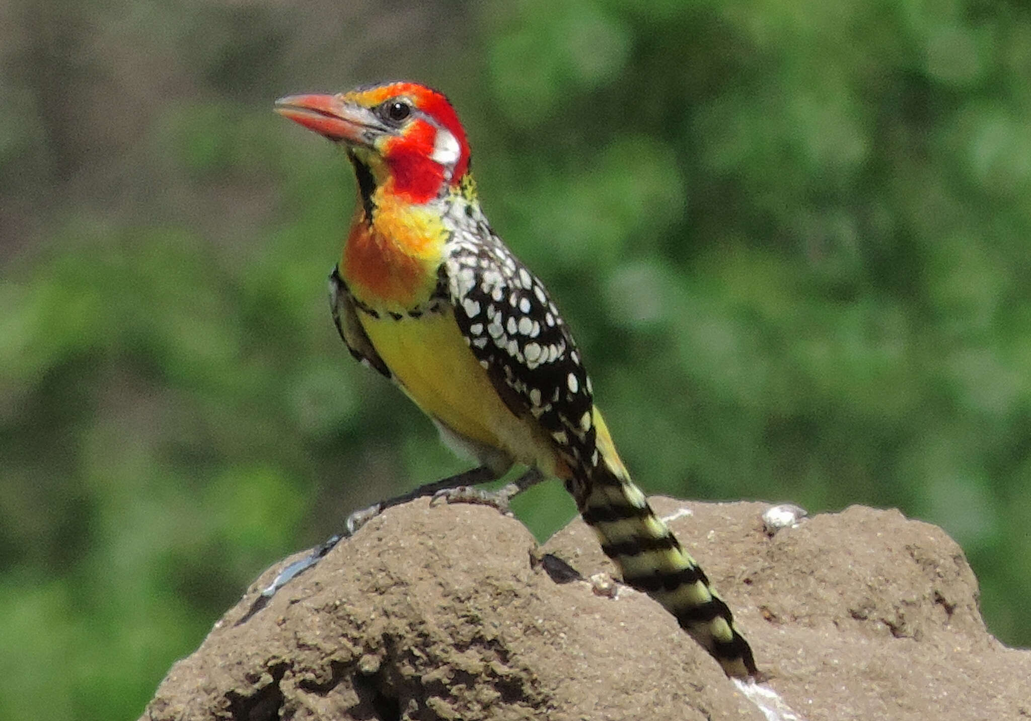 Image of Red-and-yellow Barbet