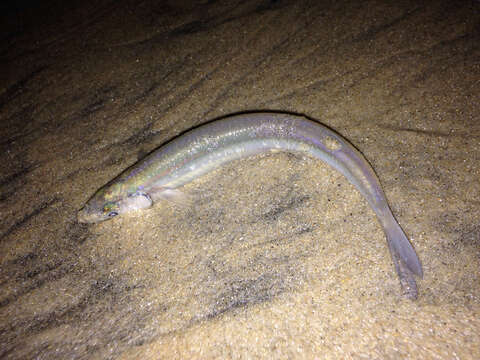 Image de Grunion