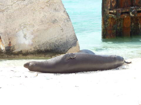 Image of Hawaiian Monk Seal