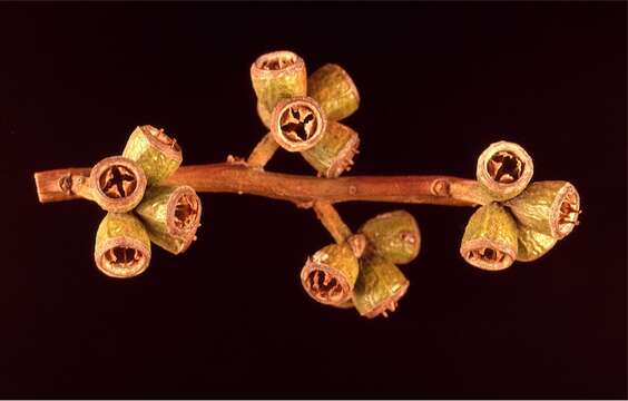 Image of Eucalyptus kondininensis Maiden & Blakely