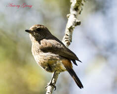 Image of Pied Bush Chat