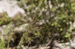 Image of rough bentgrass