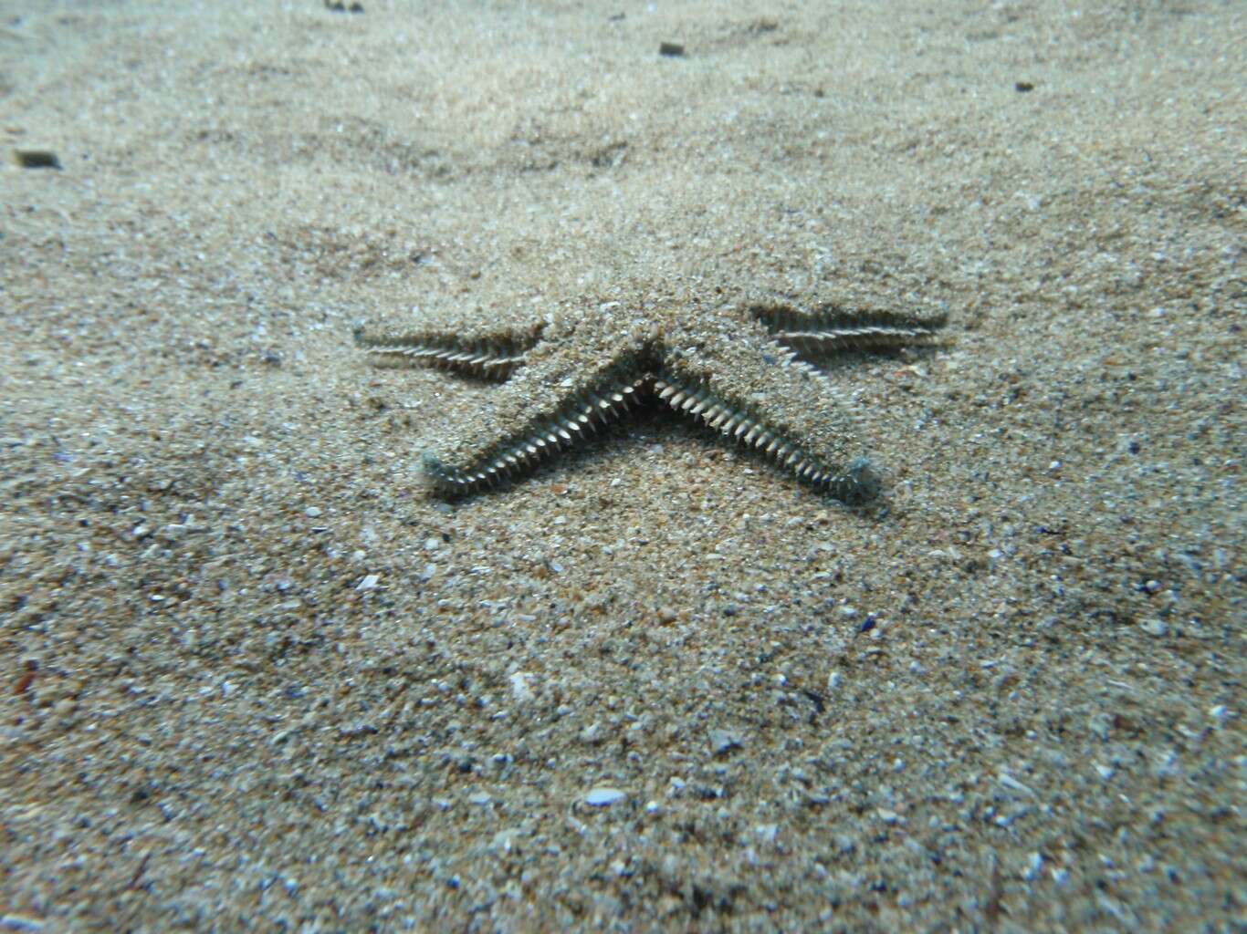 Image of Astropecten platyacanthus (Philippi 1837)