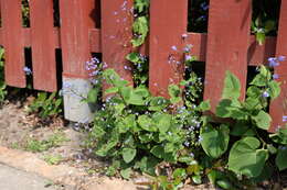 Brunnera macrophylla (Adams) I. M. Johnst. resmi