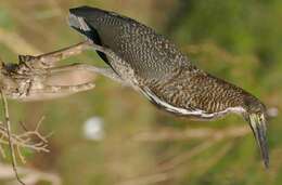 Image of Rufescent Tiger Heron