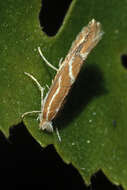 Image of Hawthorn Midget