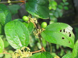 Image of Indian Jujube