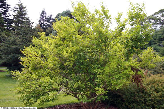 Image of Japanese callicarpa