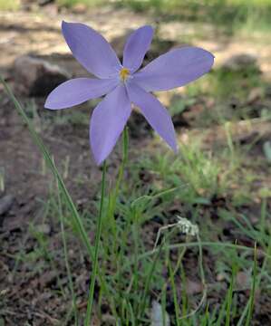 Image of pleatleaf