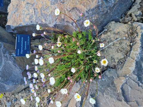 Image of featherleaf fleabane