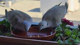 Image of Collared Dove