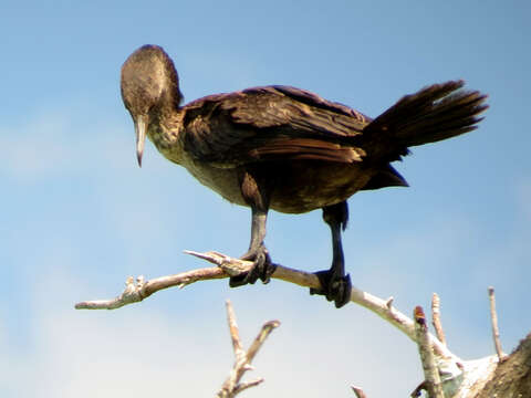 Image of Neotropic Cormorant