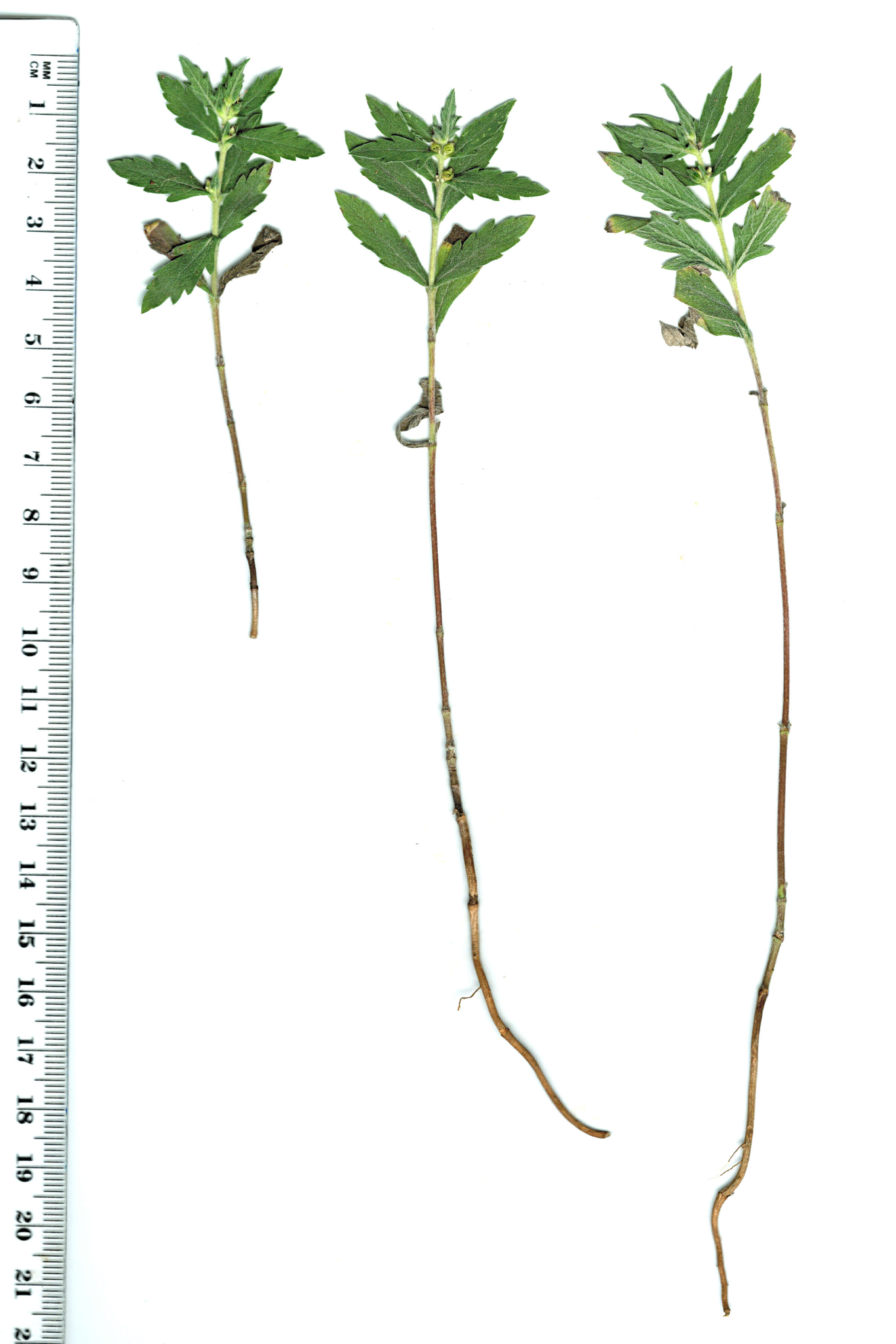 Image of Cuman ragweed