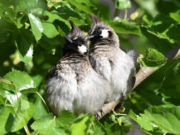 Image of Himalayan Bulbul