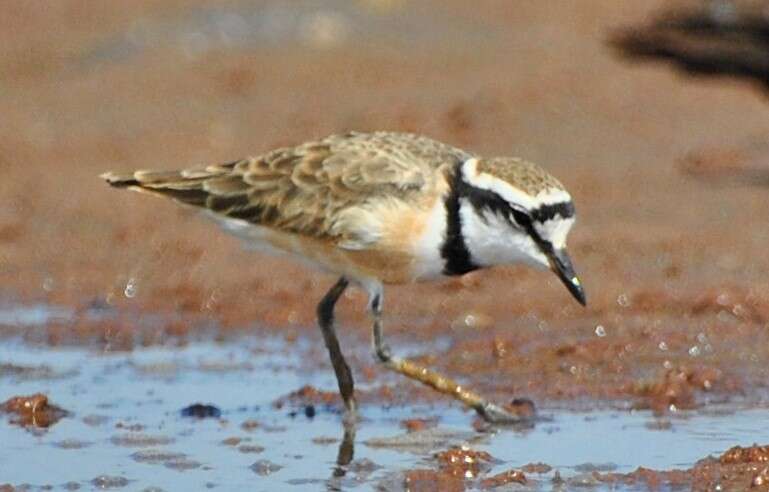 Charadrius thoracicus (Richmond 1896) resmi