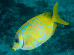 Image of Black-eyed rabbitfish