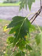 Image of Common Birch