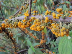 Imagem de Debregeasia longifolia (Burm. fil.) Wedd.