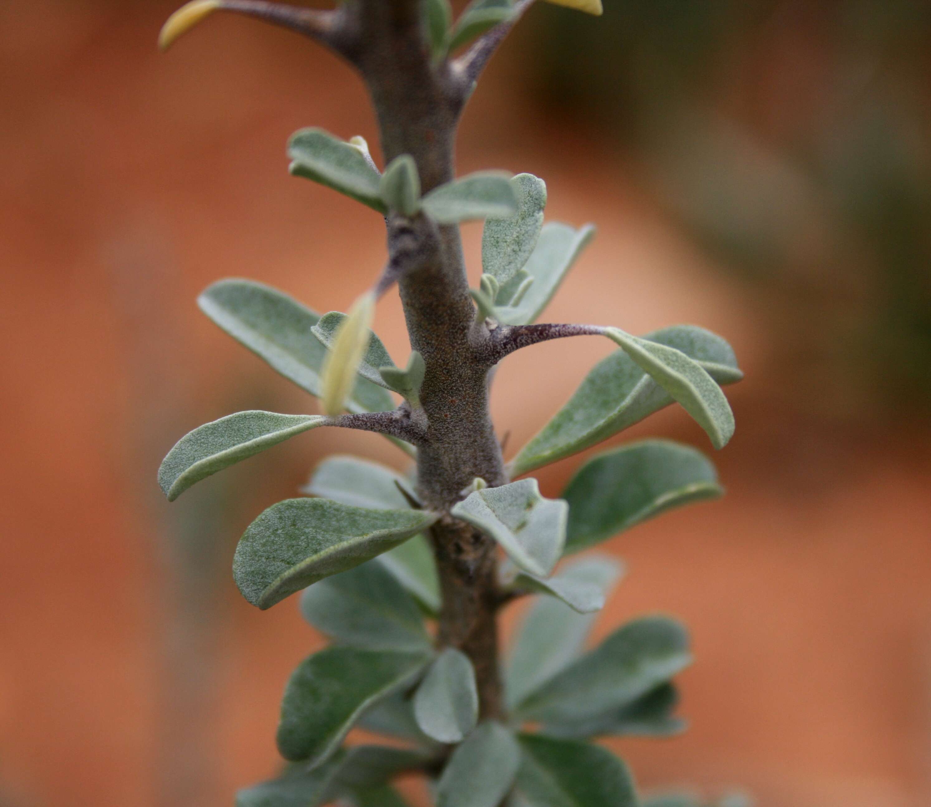 Image of Eastern sesame-bush