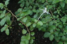 Imagem de Pseuderanthemum repandum subsp. tuberculatum (Hook. fil.) H. Heine