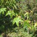 Imagem de Acer campbellii subsp. sinense (Pax) P. C. de Jong