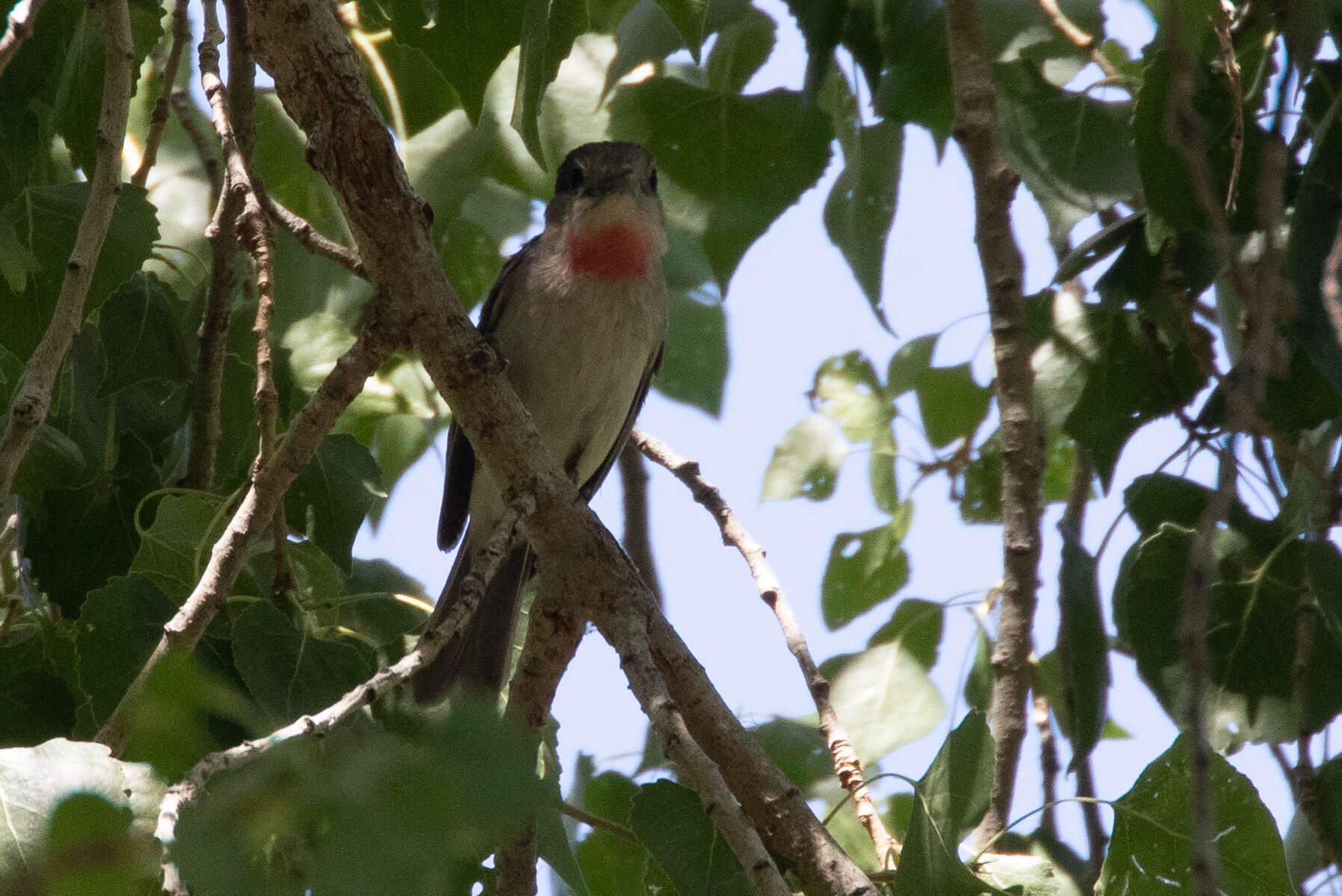 Pachyramphus aglaiae (Lafresnaye 1839) resmi