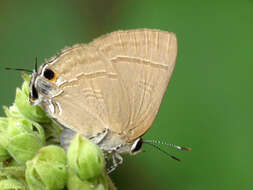 Image of Clerodendrum infortunatum L.