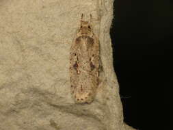 Image of Agonopterix ocellana Fabricius 1775