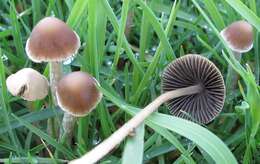 Image of Psathyrella corrugis (Pers.) Konrad & Maubl. 1949