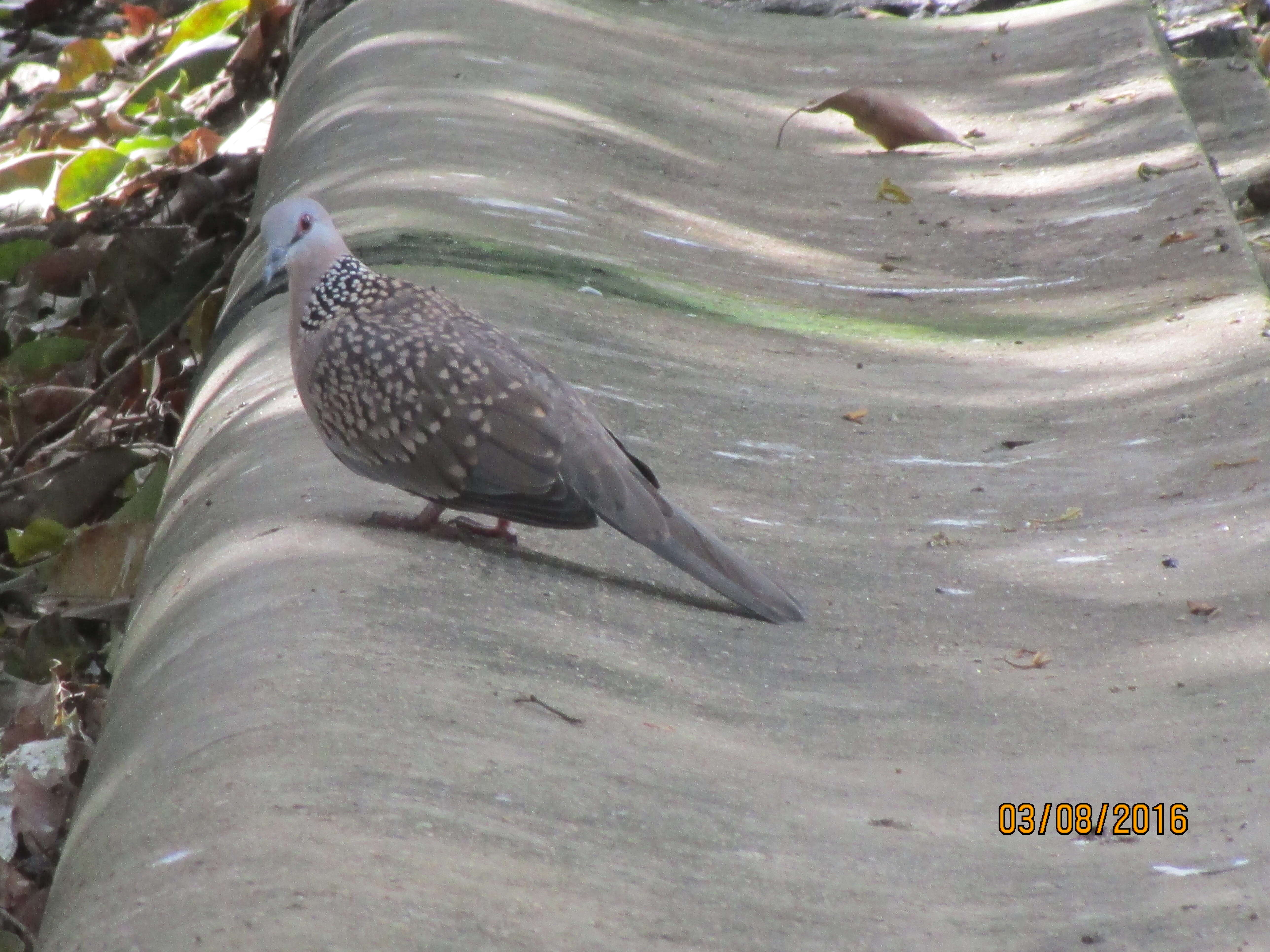 Image of Eastern Spotted Dove