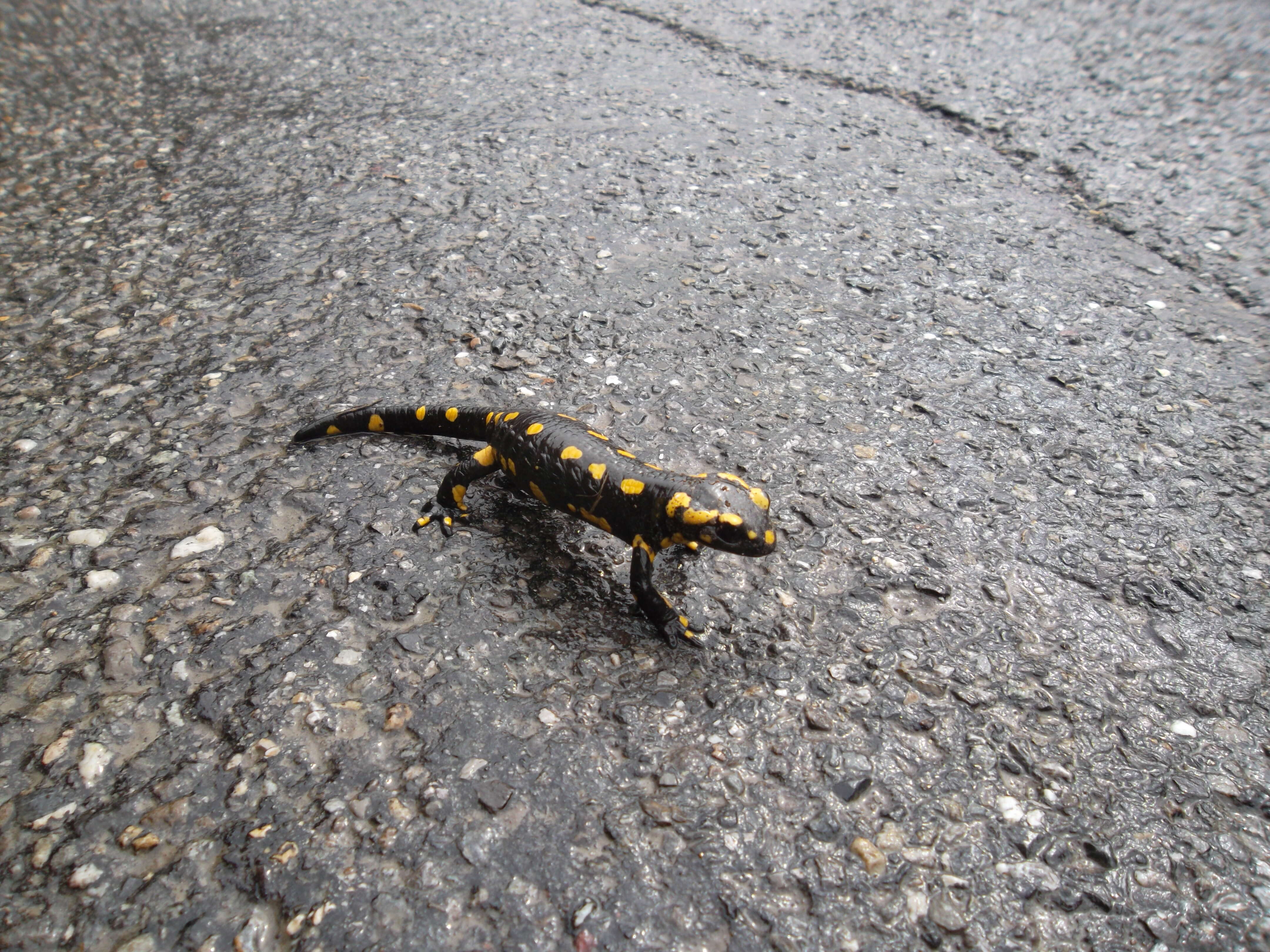 Image of Common Fire Salamander