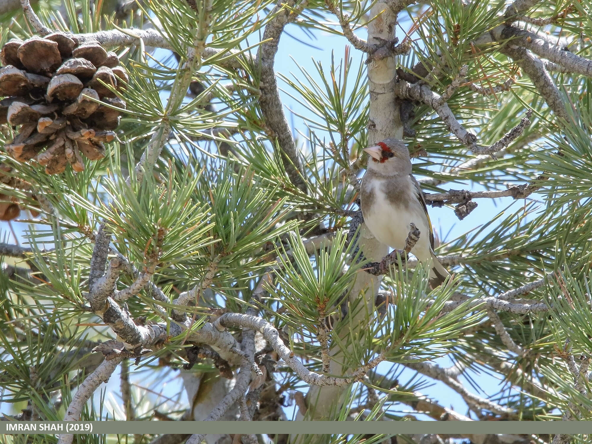 Image of European Goldfinch