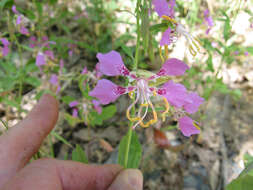 Image of Mildred's clarkia