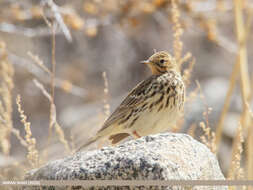 Image of Red-throated Pipit