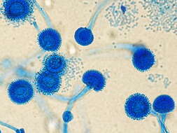 Image of Aspergillus fumigatus Fresen. 1863