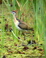 Image of Metopidius Wagler 1832