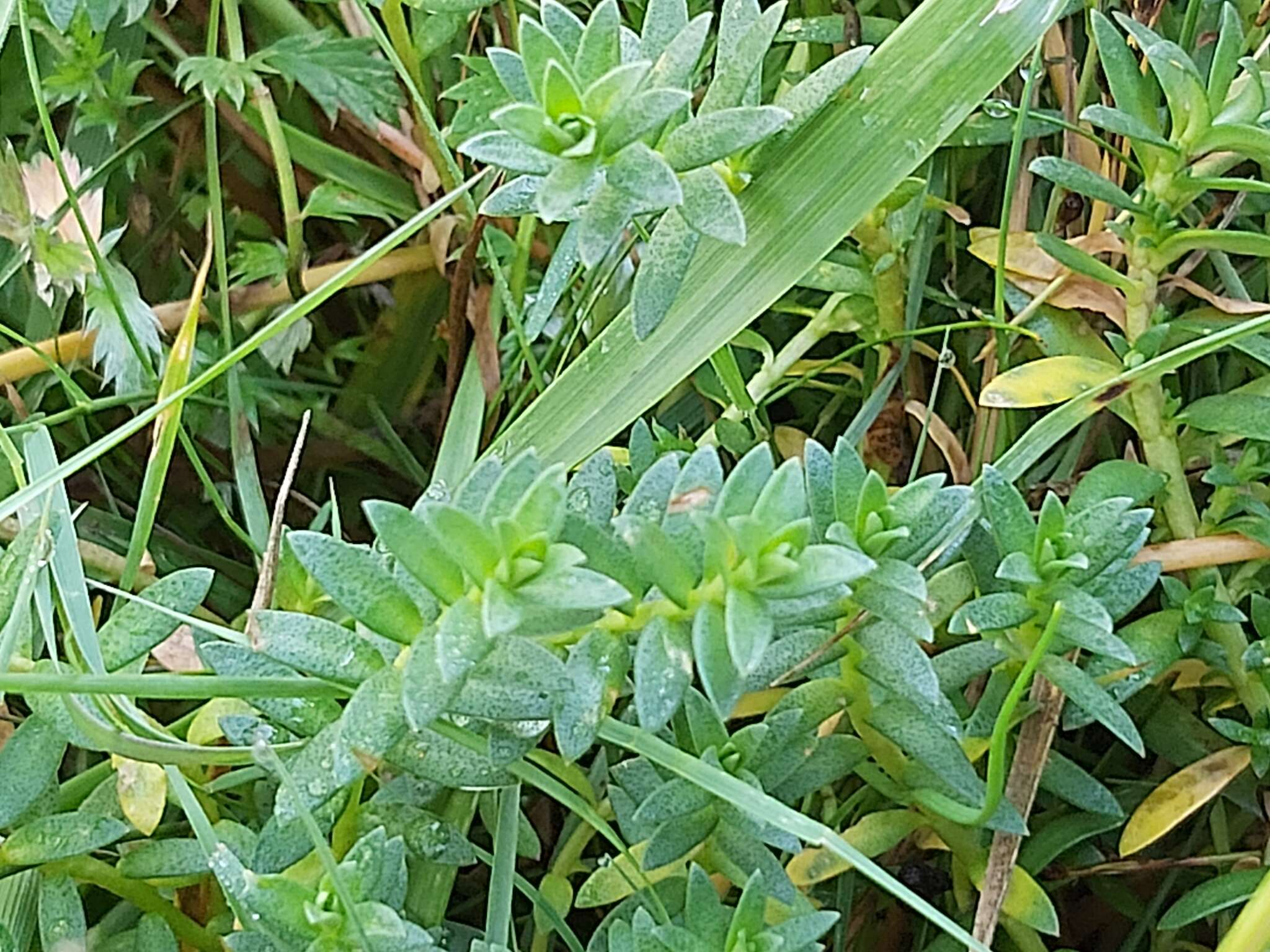 Image of black saltwort