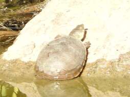 Image of mud turtle