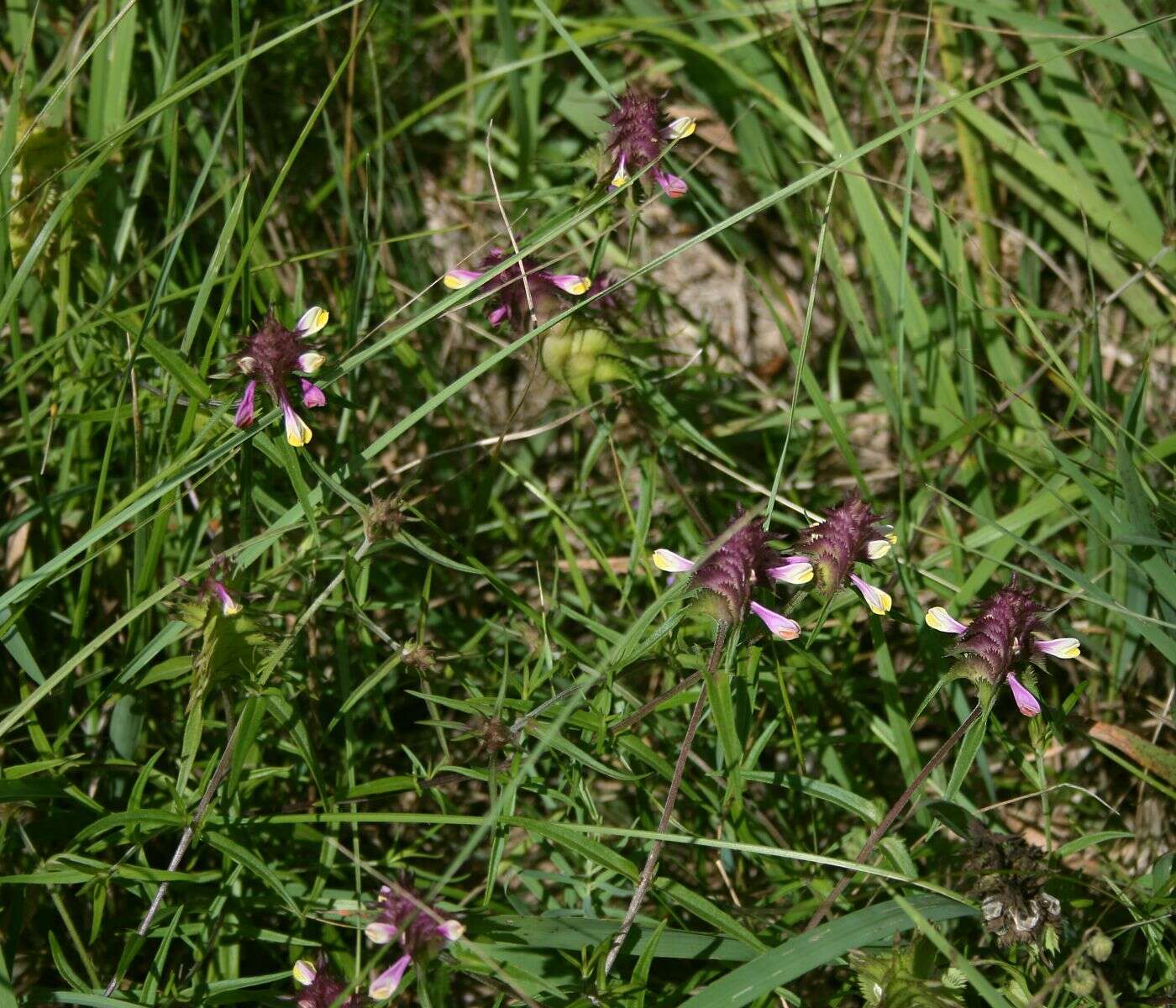 Image of Crested Cow-wheat