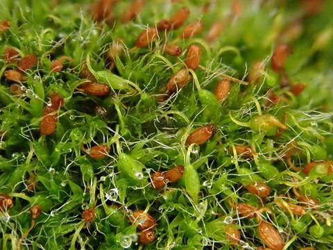 Image of pulvinate dry rock moss