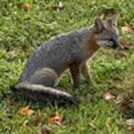 Image of Grey Foxes