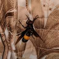 Image of Greater banded hornet