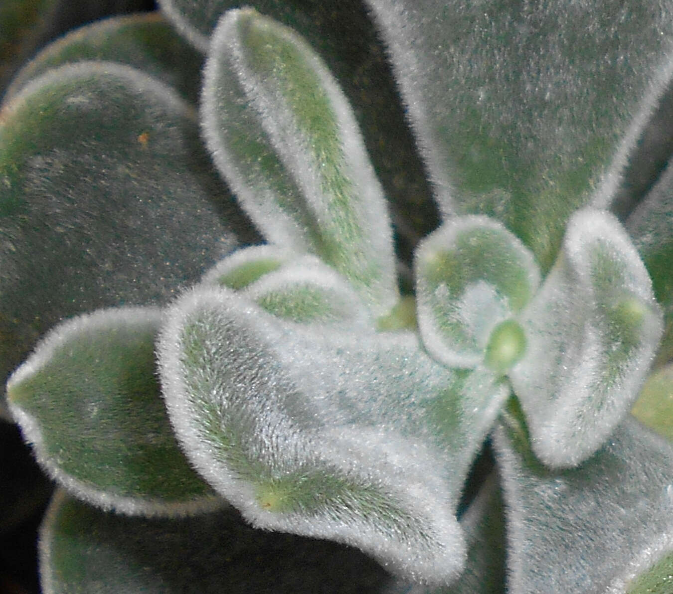 Image of Echeveria pulvinata Rose