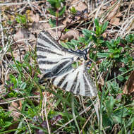 Imagem de Iphiclides