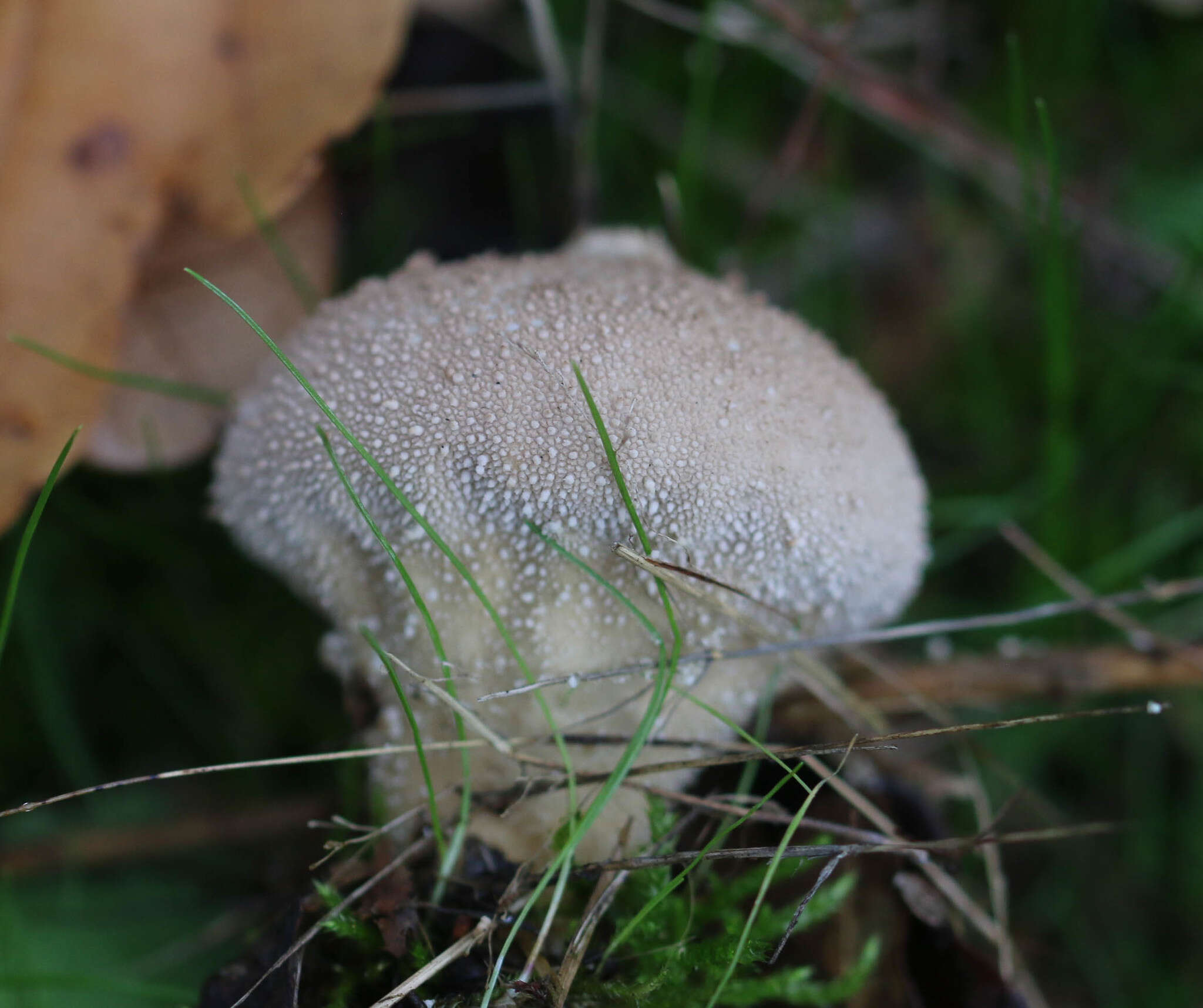 Imagem de Lycoperdon perlatum Pers. 1796